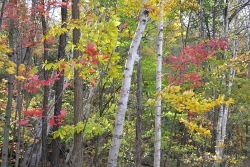 Letchworth-State-Park-Colors-1