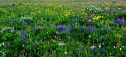 Big-Horn-Wildflowers