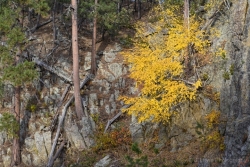 Aspen-and-Rocks-media