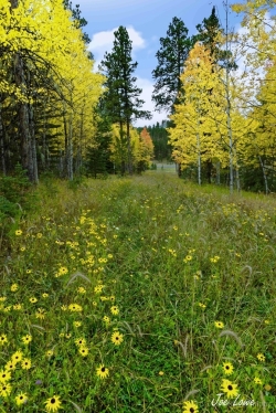 Aspens-and-Clouds-signature