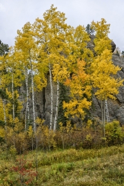 Aspens-and-Rocks