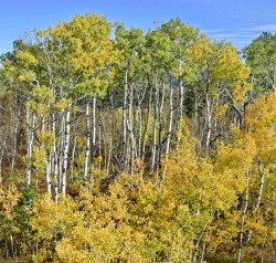 Giant-Aspens-media