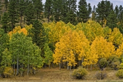 Terry-Peak-Trees-media