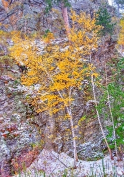 Winter-Aspens