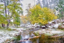 Winter-in-Custer-Park