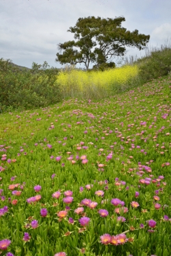 Lagoon-Flowers-media