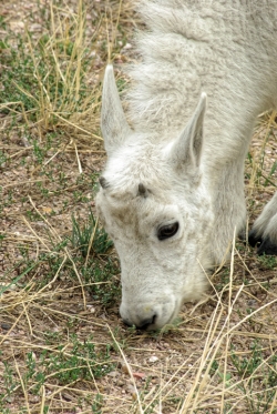 1_Baby-Mountain-Goat-media